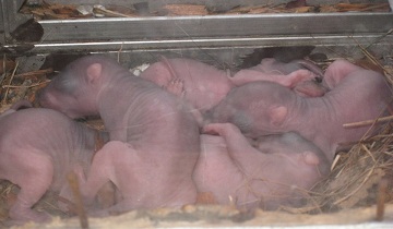The Squirrel That Likes To Sleep Next To My Upstairs Window AC Gave Birth To 5 Squirrel Pups In My Window Sill